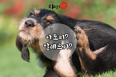 아토피? 알레르기? 