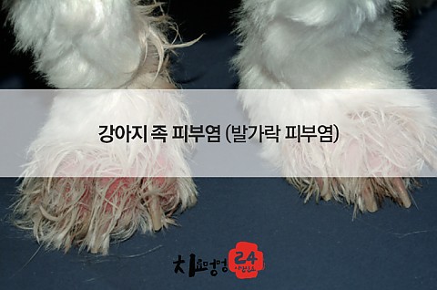 강아지의 족 피부염 (발가락 피부염) 