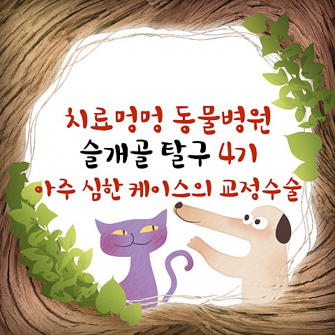 슬개골탈구 4기 - 아주 심한 케이스의 교정수술 