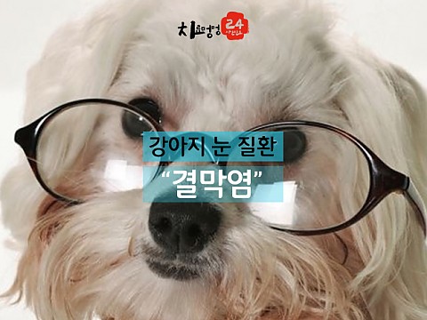 강아지 눈 질환 -결막염- 