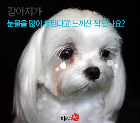 우리강아지가 눈물이 많이 나요 ㅜㅜ(강아지 유루증, Epiphora) 