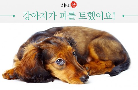 우리 강아지가 피를 토했어요! 