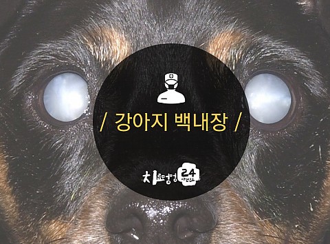 강아지 백내장 