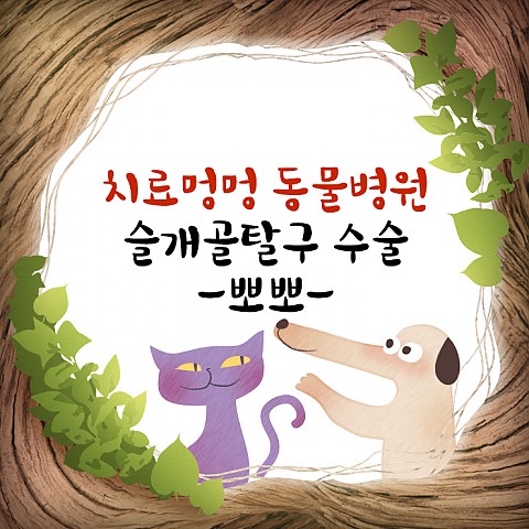 슬개골탈구 수술 -뽀뽀- 