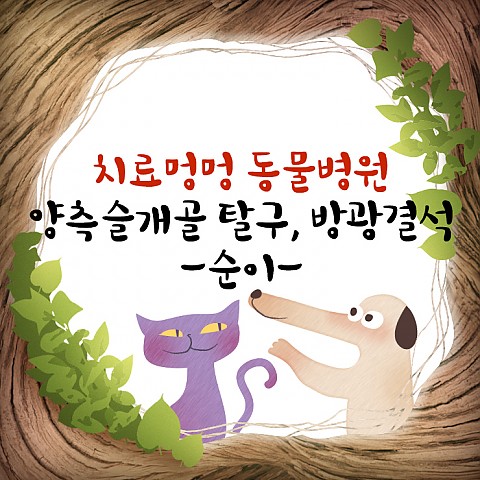 양측슬개골탈구 / 방광결석 -순이- 