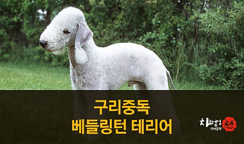 구리중독–베들링턴테리어 